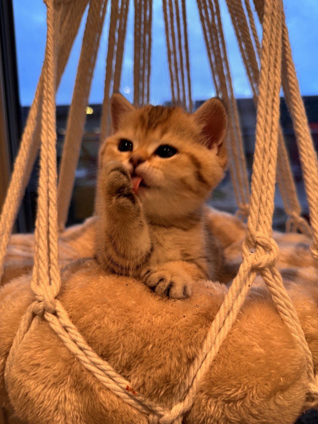 kitten British Shorthair black golden spotted tabby Lapis NO*Superpusen