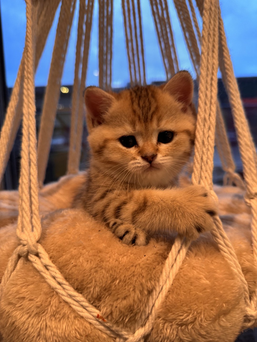 kitten British Shorthair black golden spotted tabby Lapis NO*Superpusen