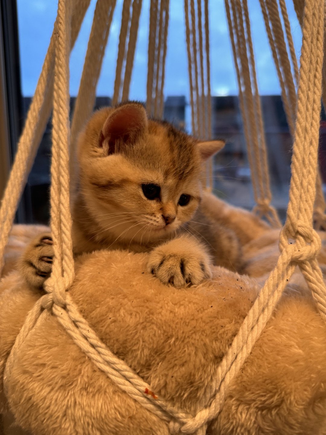 kitten British Shorthair black golden spotted tabby Lapis NO*Superpusen