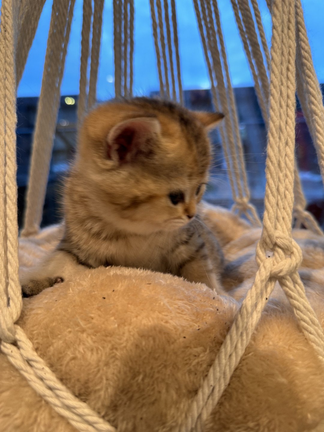 kitten British Shorthair black golden spotted tabby Lapis NO*Superpusen