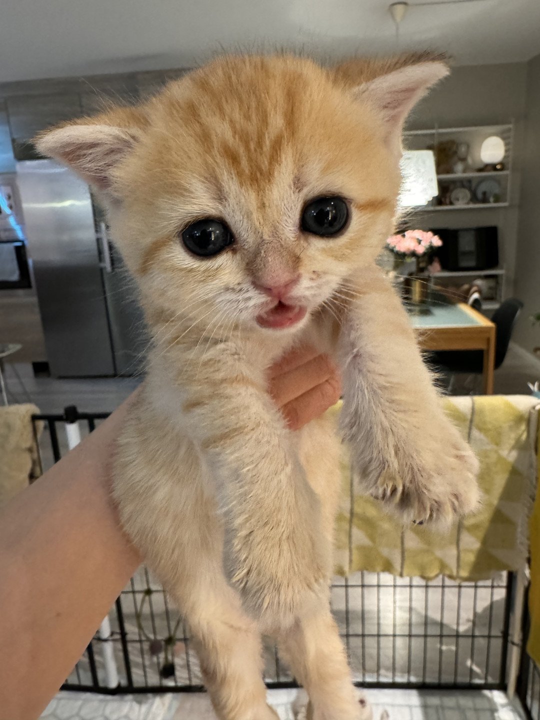 kitten British Shorthair black golden spotted tabby Lillie Rose NO*Superpusen