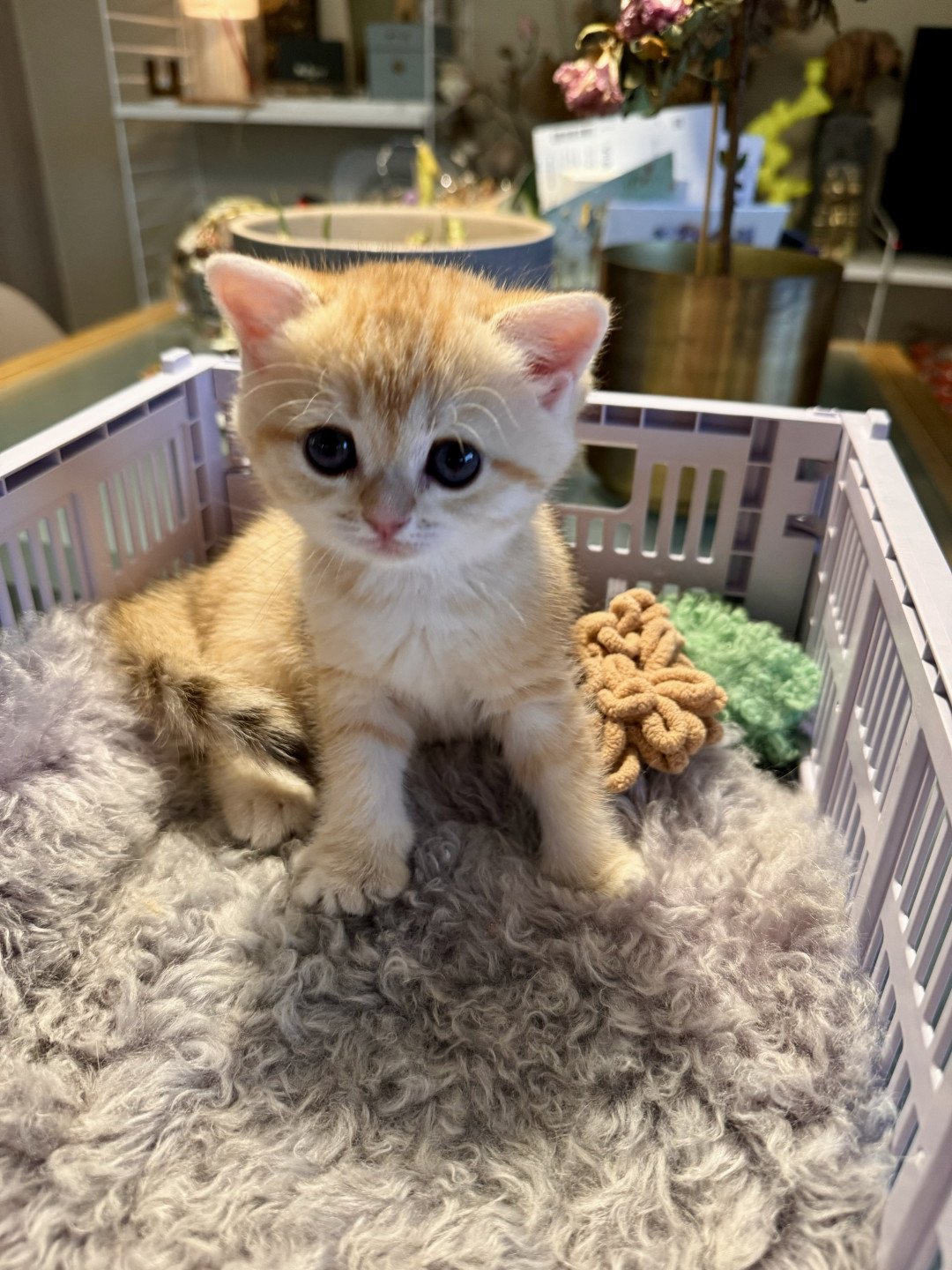 kitten British Shorthair black golden spotted tabby Lillie Rose NO*Superpusen
