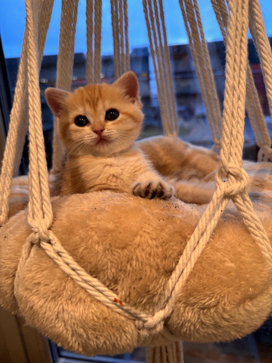 kitten British Shorthair black golden spotted tabby Lillie Rose NO*Superpusen