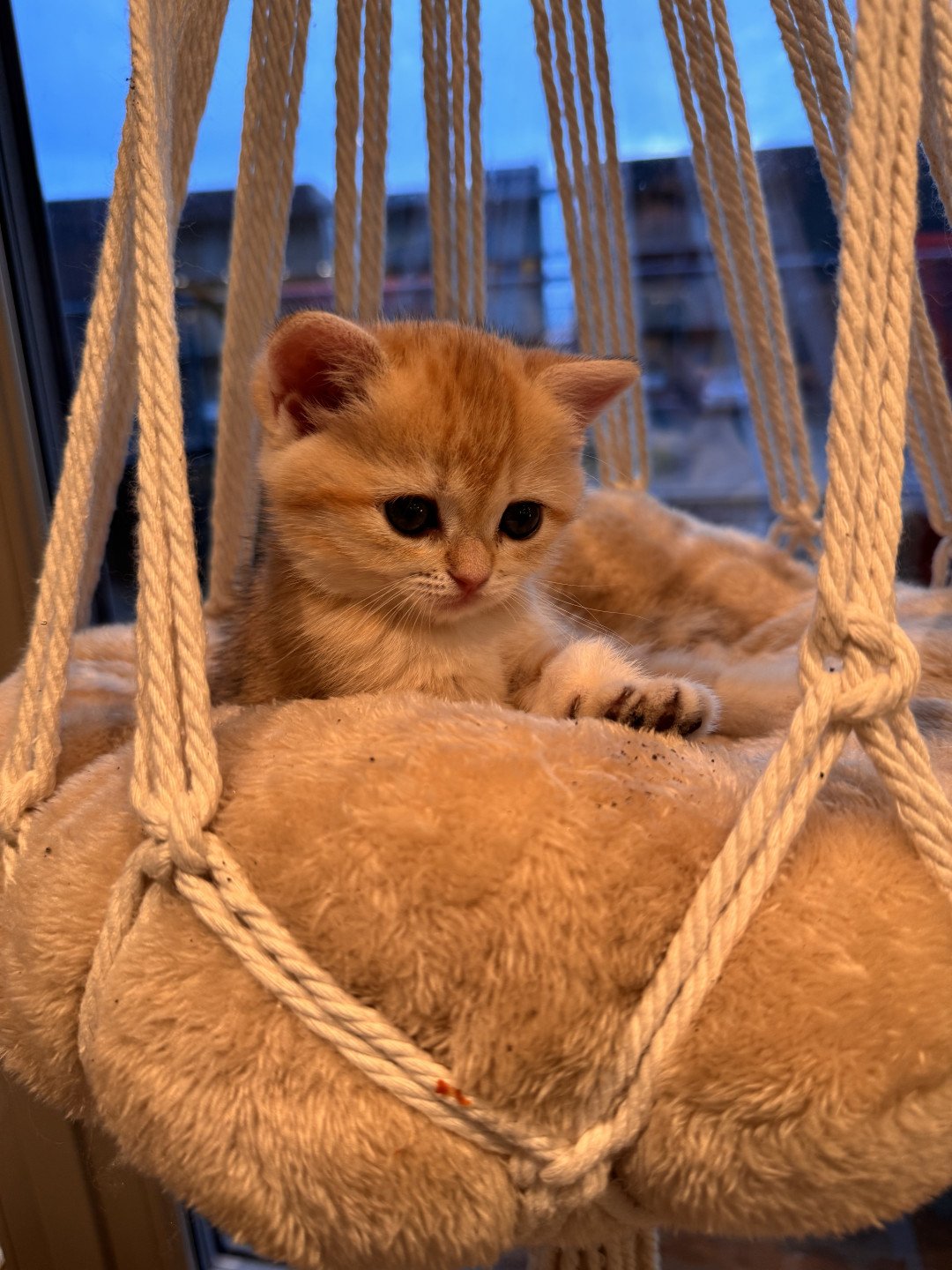 kitten British Shorthair black golden spotted tabby Lillie Rose NO*Superpusen