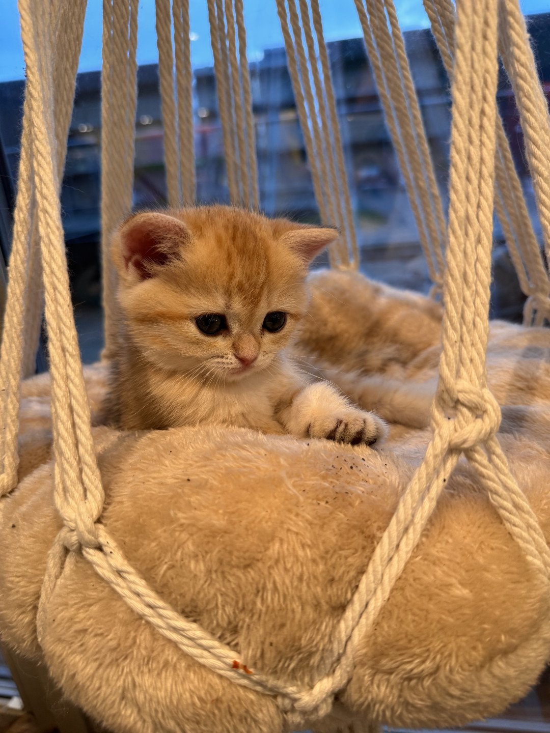kitten British Shorthair black golden spotted tabby Lillie Rose NO*Superpusen