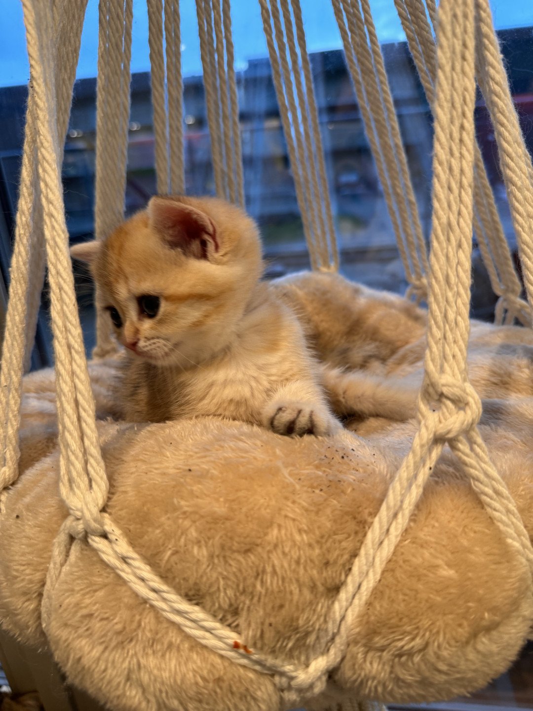 kitten British Shorthair black golden spotted tabby Lillie Rose NO*Superpusen
