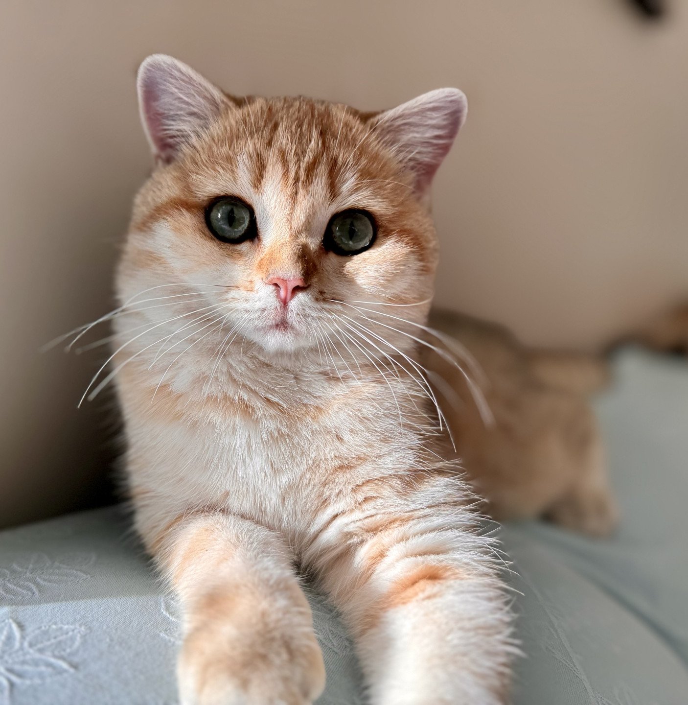 kitten British Shorthair black golden spotted tabby Lillie Rose NO*Superpusen