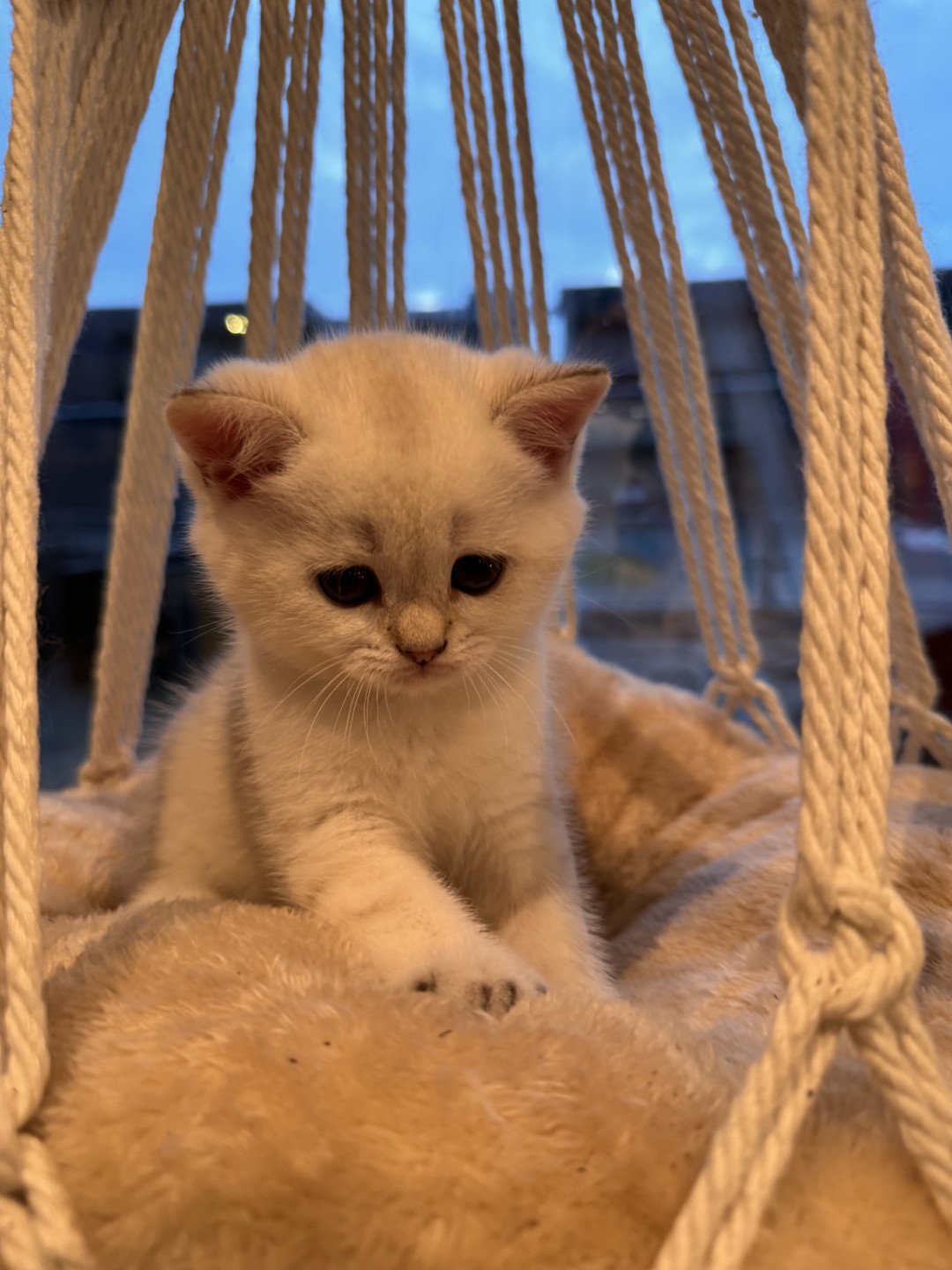 kitten British Shorthair seal golden spotted tabby point Loke Lamonte NO*Superpusen