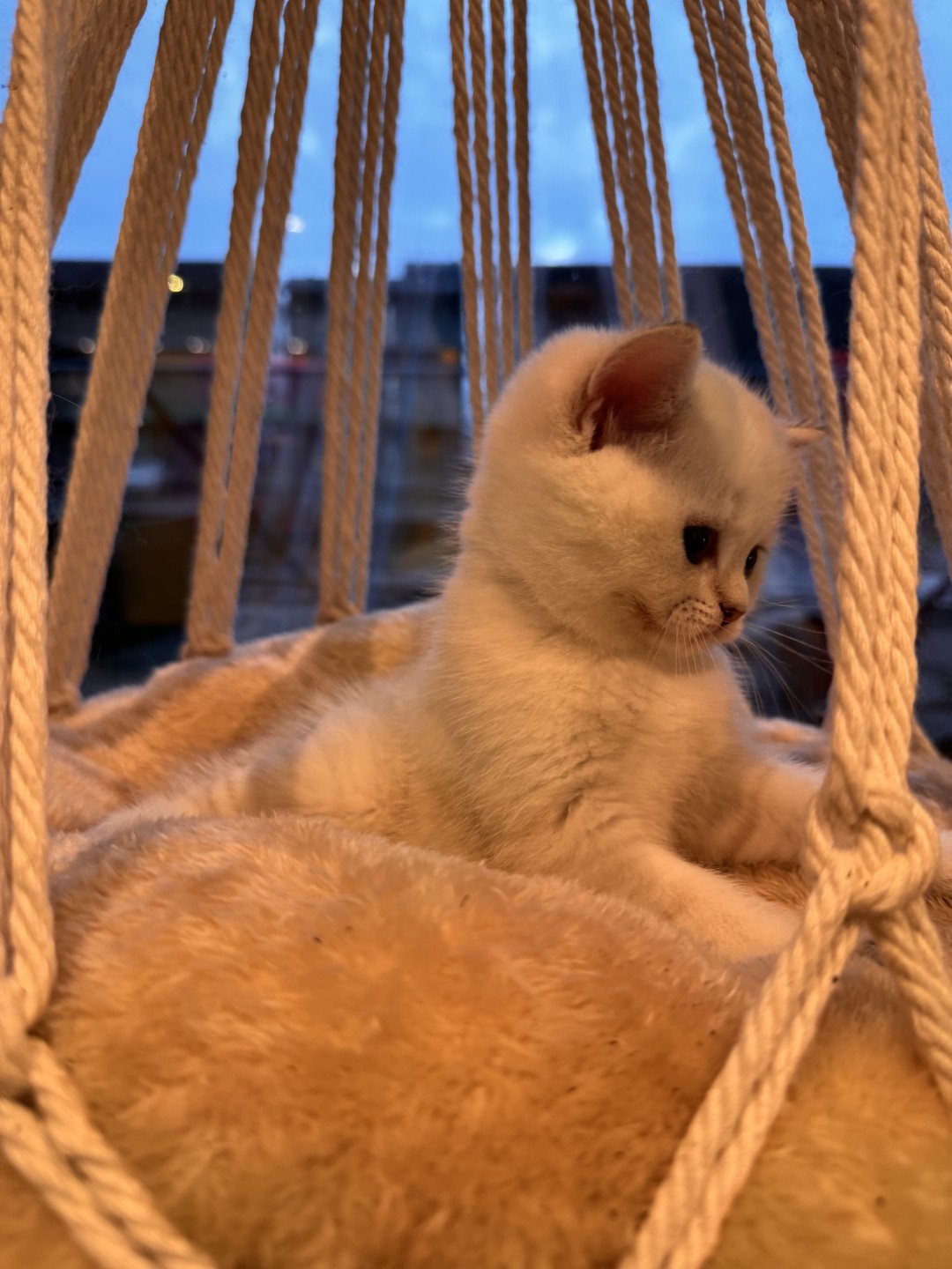 kitten British Shorthair seal golden spotted tabby point Loke Lamonte NO*Superpusen