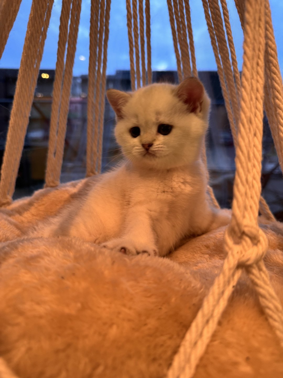 kitten British Shorthair seal golden spotted tabby point Loke Lamonte NO*Superpusen