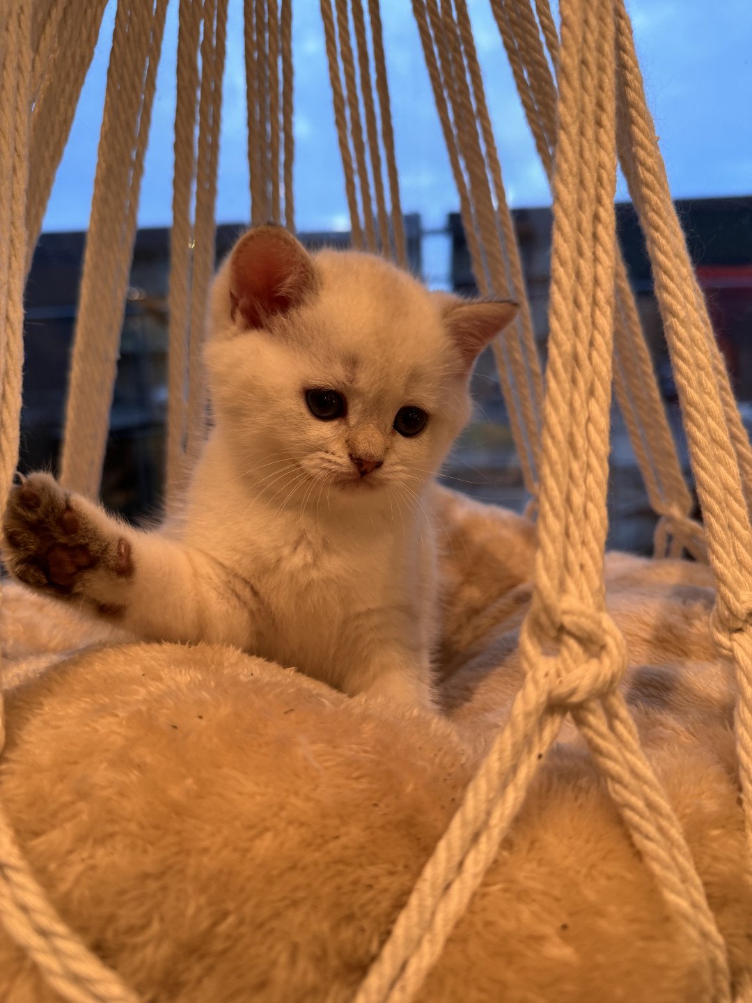 kitten British Shorthair seal golden spotted tabby point Loke Lamonte NO*Superpusen