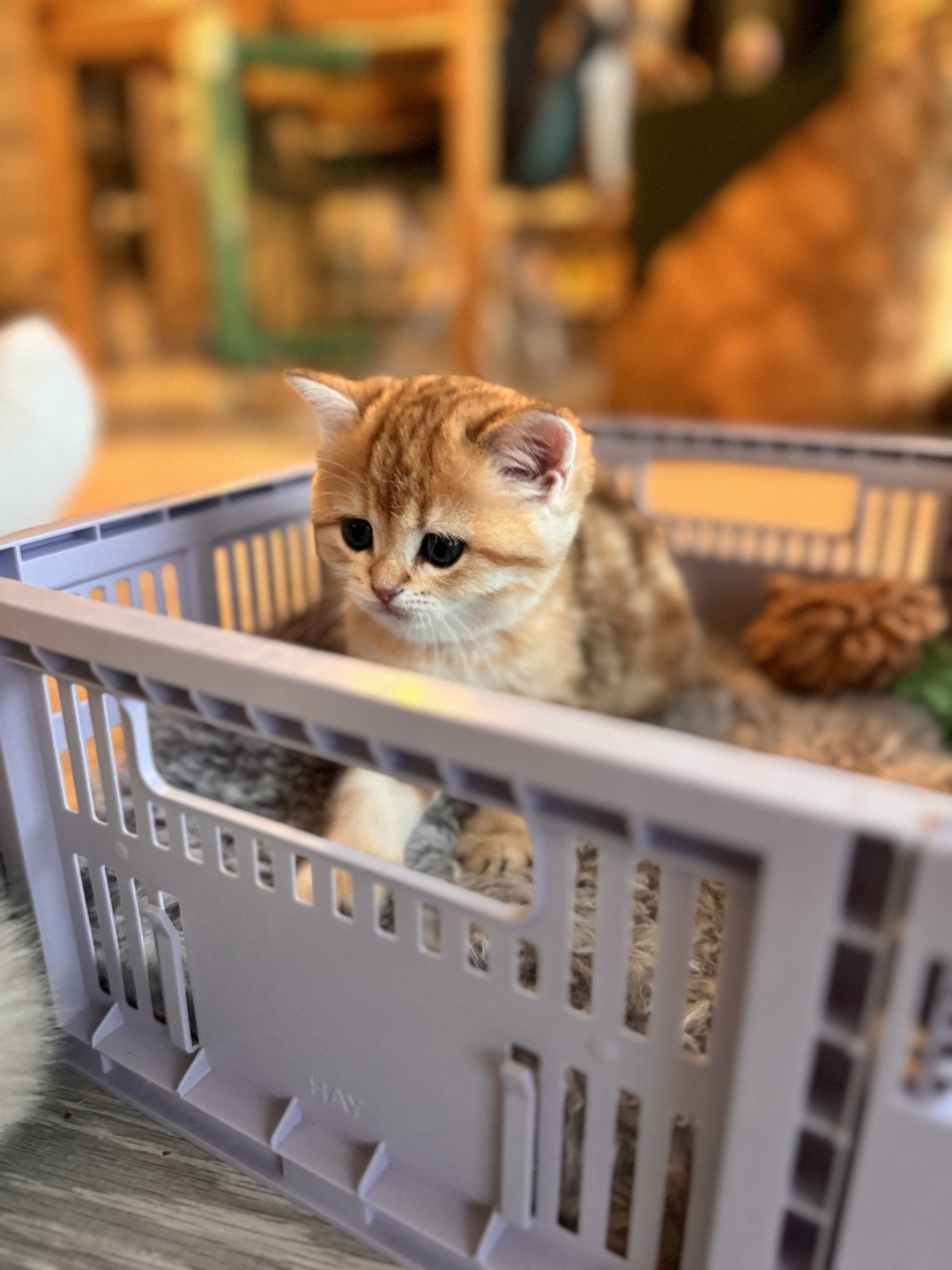 kitten British Shorthair black golden blotched tabby Luvuvu Princess NO*Superpusen