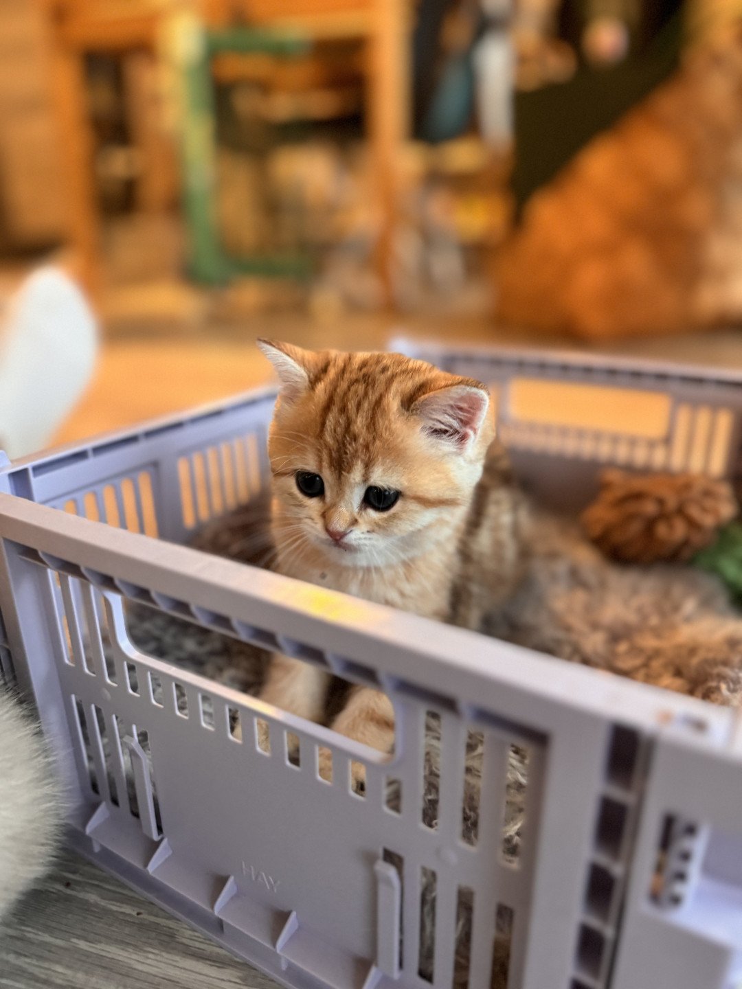 kitten British Shorthair black golden blotched tabby Luvuvu Princess NO*Superpusen