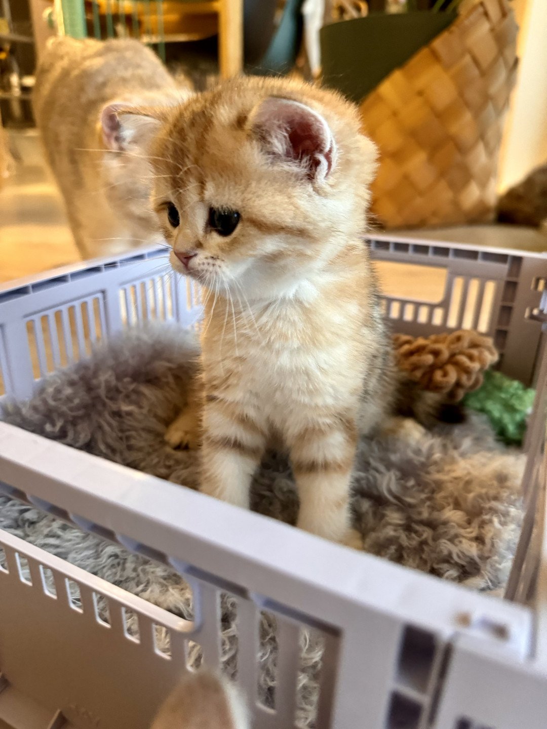 kitten British Shorthair black golden blotched tabby Luvuvu Princess NO*Superpusen