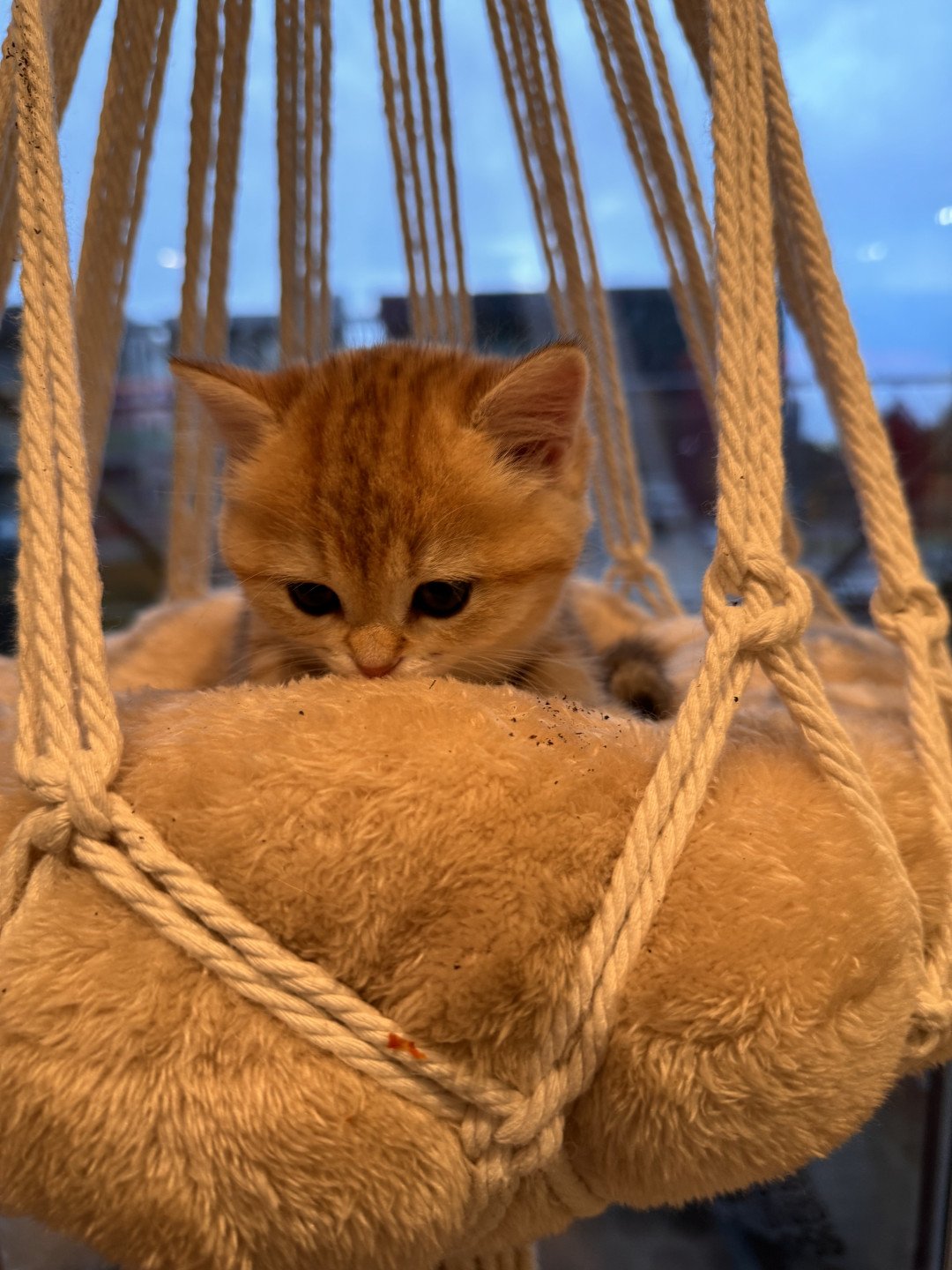 kitten British Shorthair black golden blotched tabby Luvuvu Princess NO*Superpusen