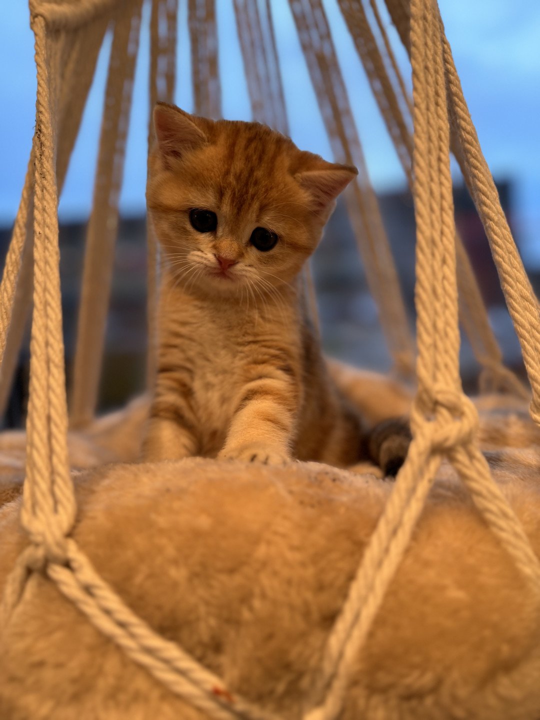 kitten British Shorthair black golden blotched tabby Luvuvu Princess NO*Superpusen