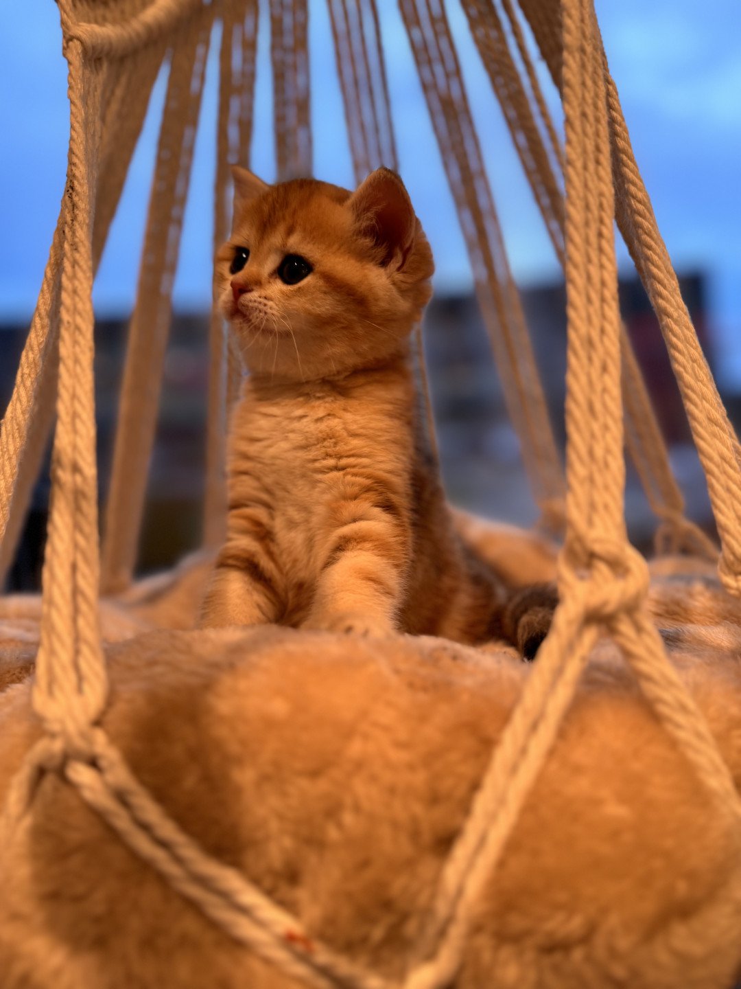kitten British Shorthair black golden blotched tabby Luvuvu Princess NO*Superpusen