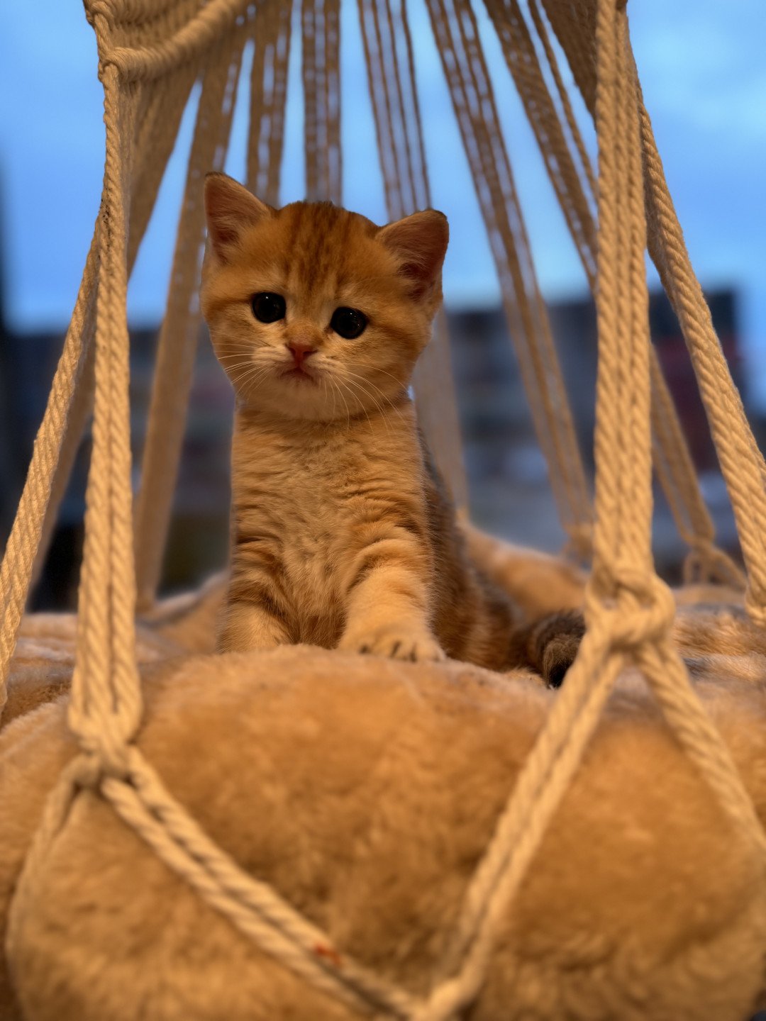 kitten British Shorthair black golden blotched tabby Luvuvu Princess NO*Superpusen