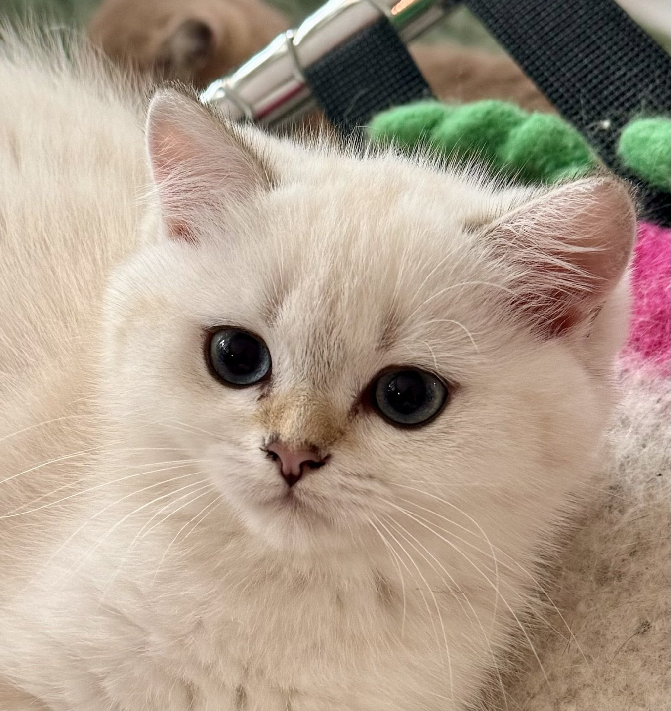 kitten British Shorthair seal golden blotched tabby point Mahino NO*Superpusen