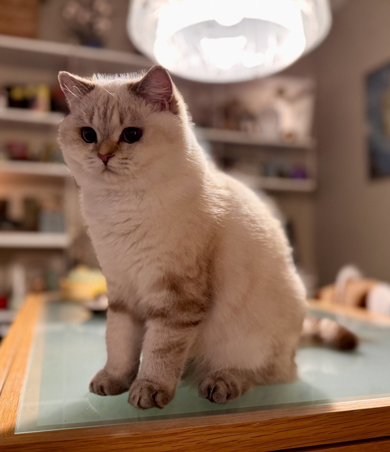 kitten British Shorthair seal golden blotched tabby point Mahino NO*Superpusen