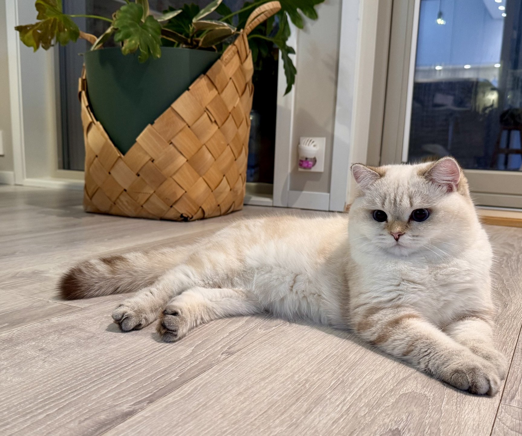 cat British Shorthair seal golden blotched tabby point Mahino NO*Superpusen