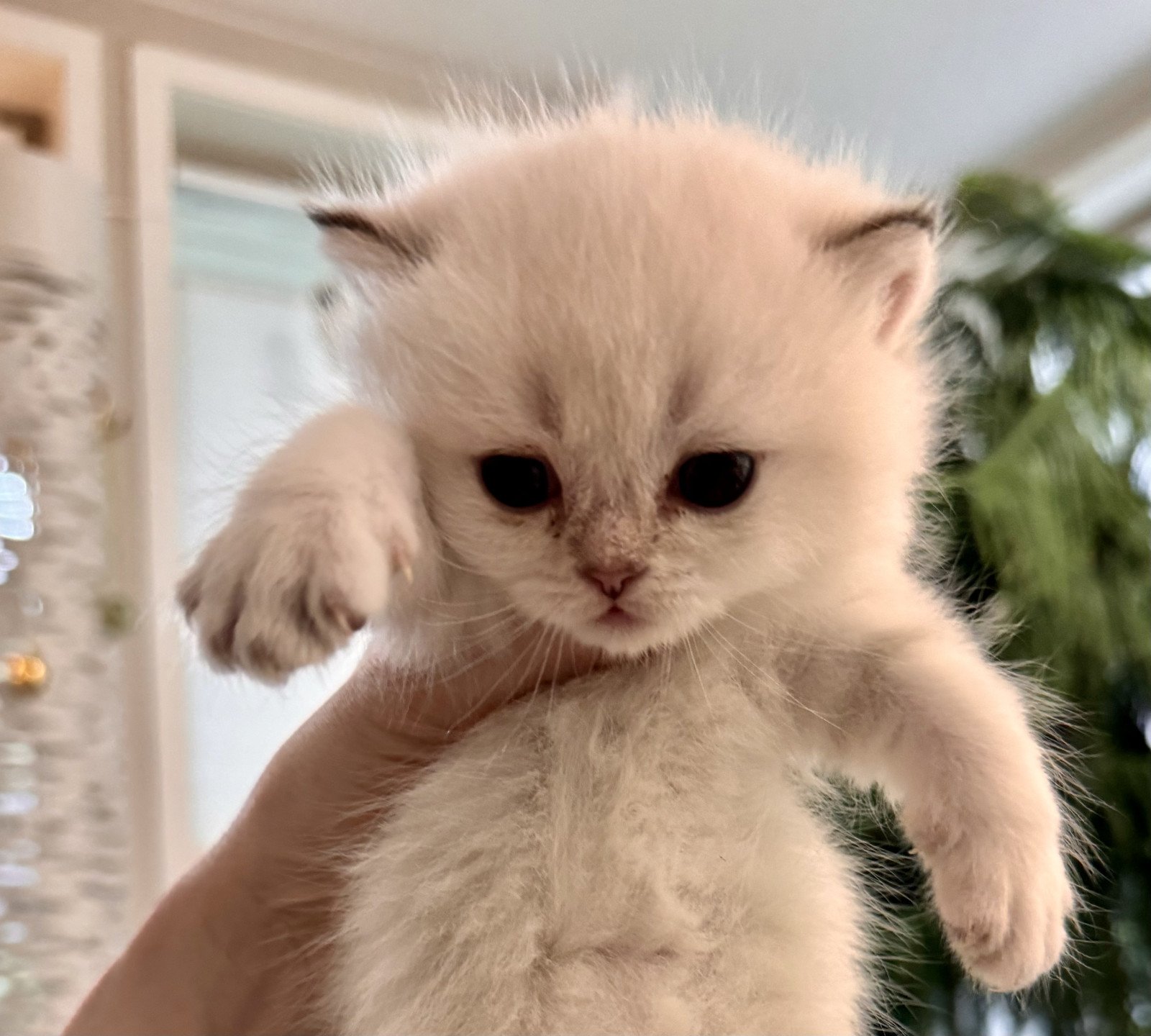 kitten British Shorthair seal golden blotched tabby point Mahino NO*Superpusen