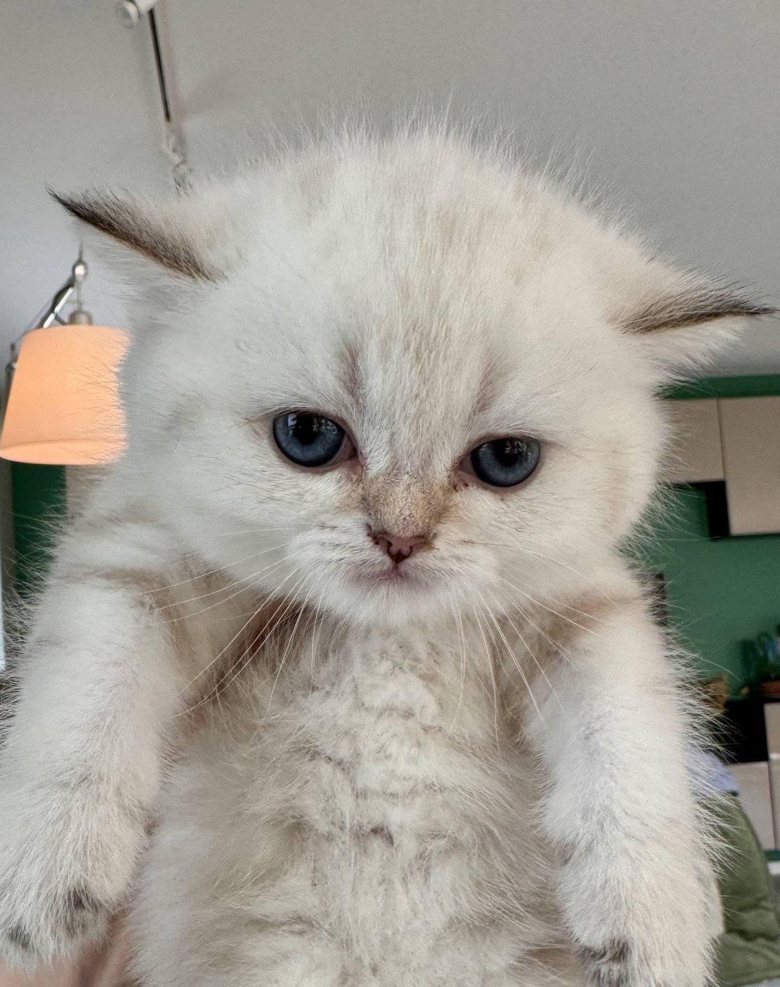 kitten British Shorthair seal golden blotched tabby point Mahino NO*Superpusen