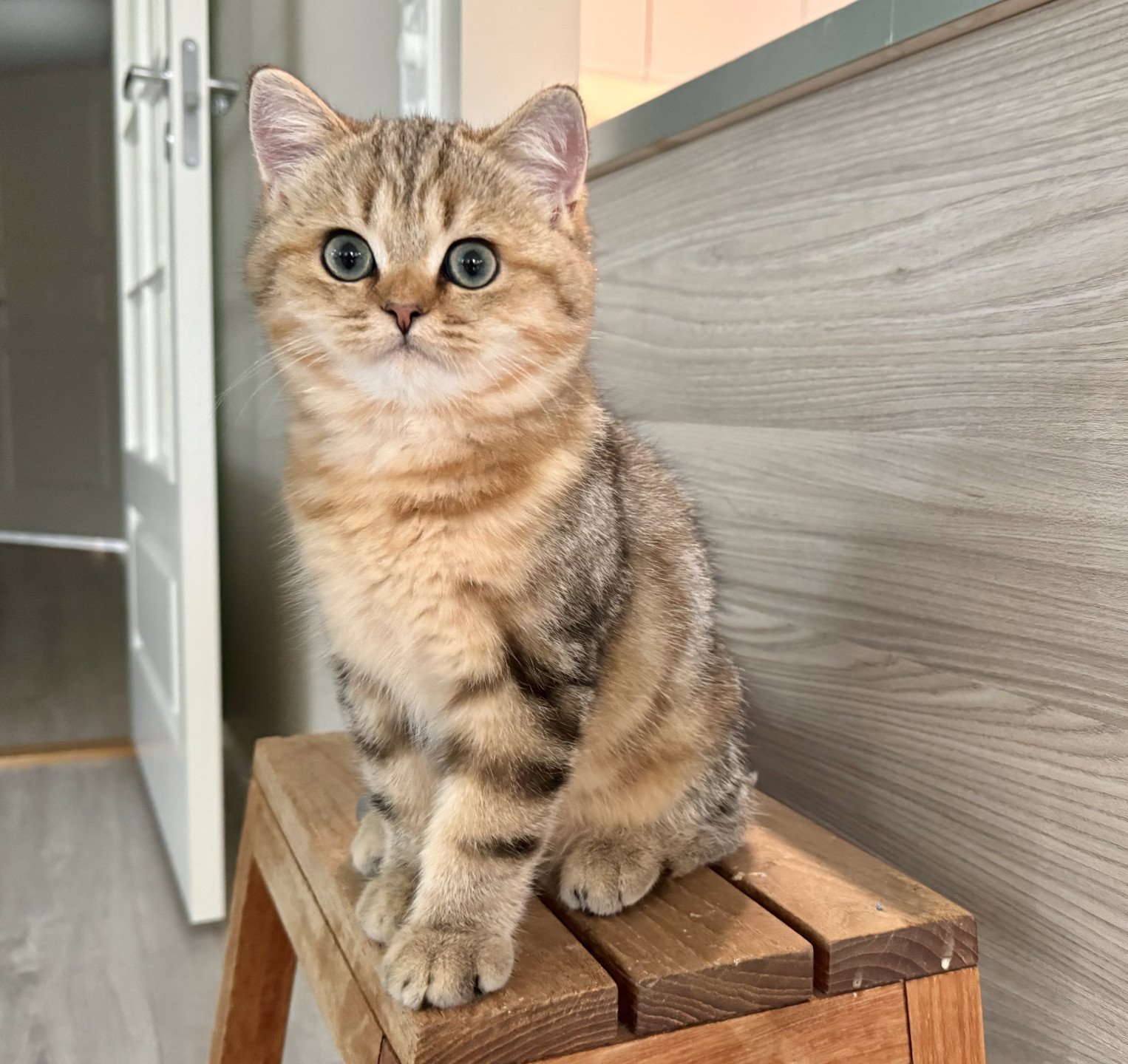 kitten British Shorthair black golden blotched tabby Manuko NO*Superpusen