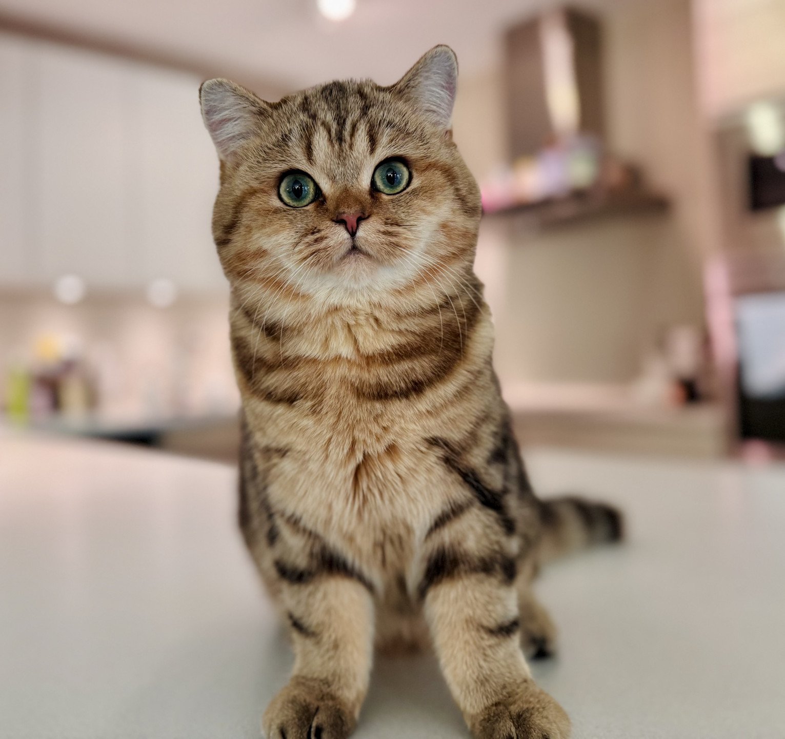 kitten British Shorthair black golden blotched tabby Manuko NO*Superpusen