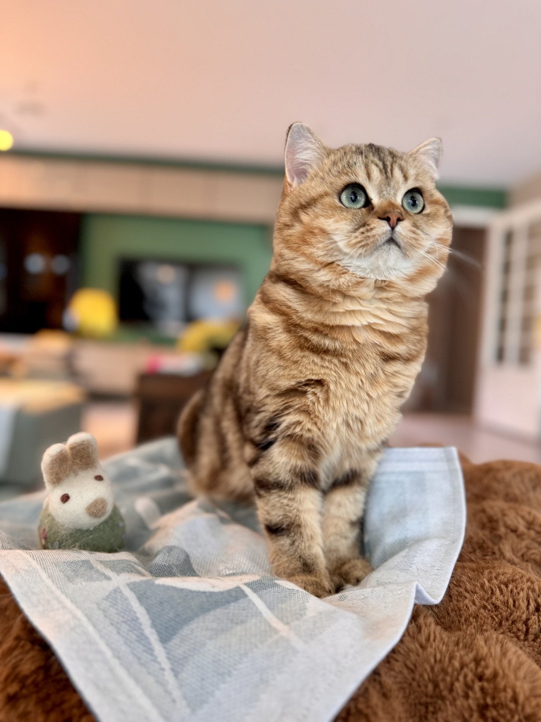 cat British Shorthair black golden blotched tabby Manuko NO*Superpusen