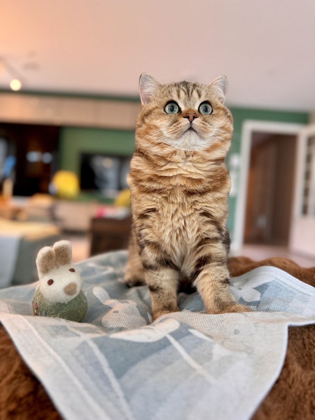 cat British Shorthair black golden blotched tabby Manuko NO*Superpusen