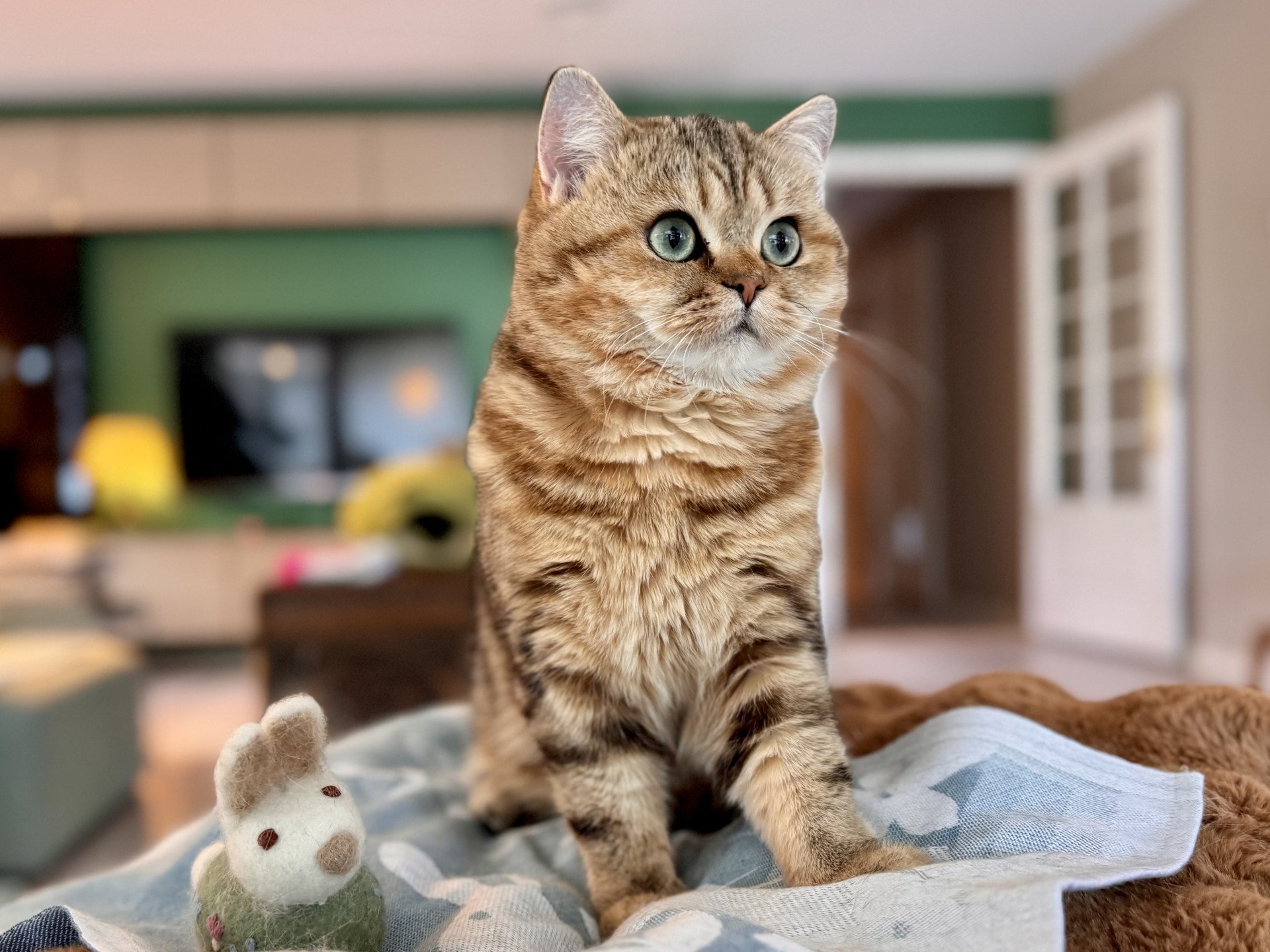 cat British Shorthair black golden blotched tabby Manuko NO*Superpusen
