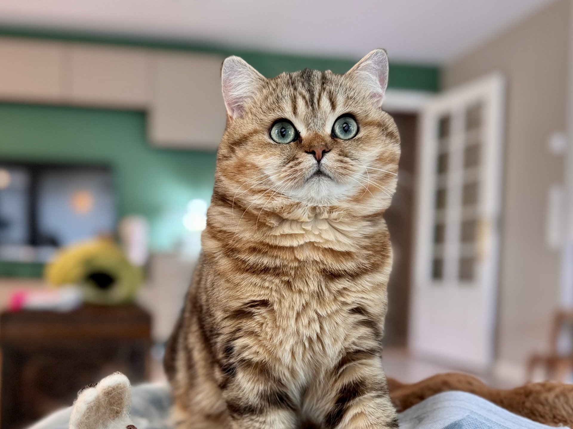 cat British Shorthair black golden blotched tabby Manuko NO*Superpusen