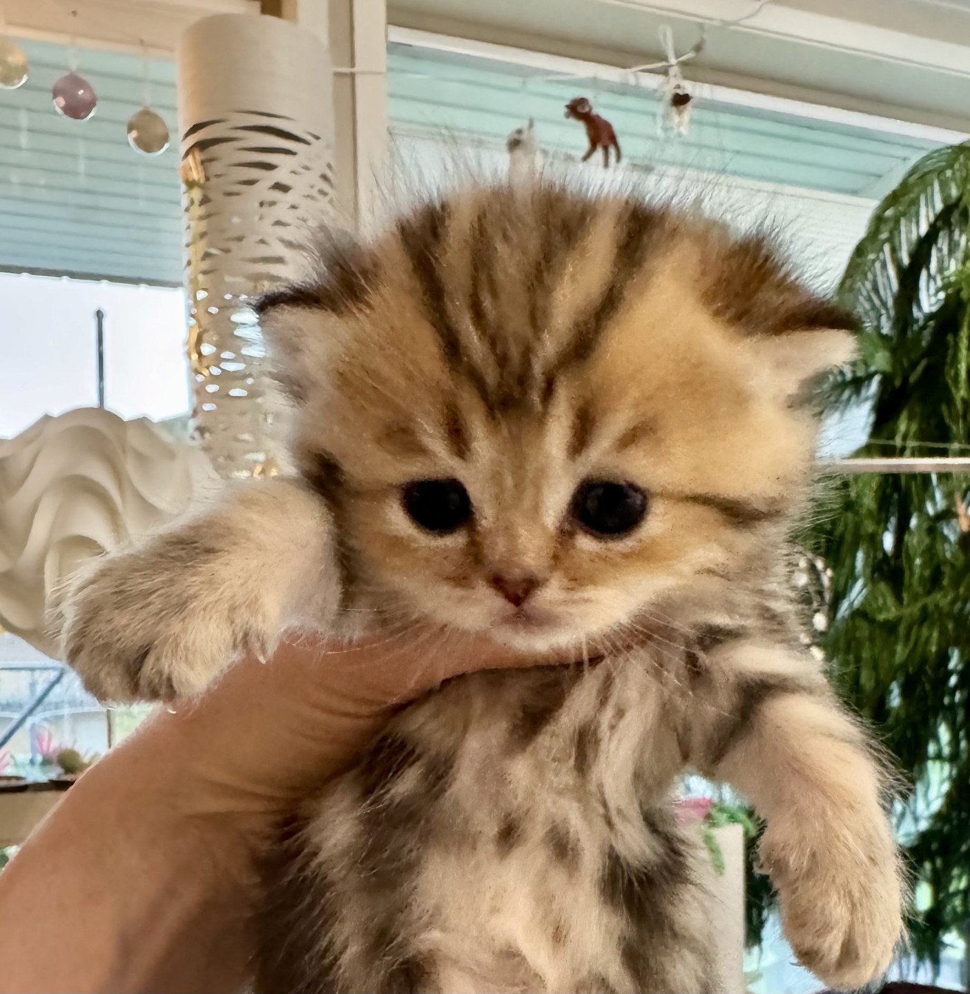 kitten British Shorthair black golden blotched tabby Manuko NO*Superpusen