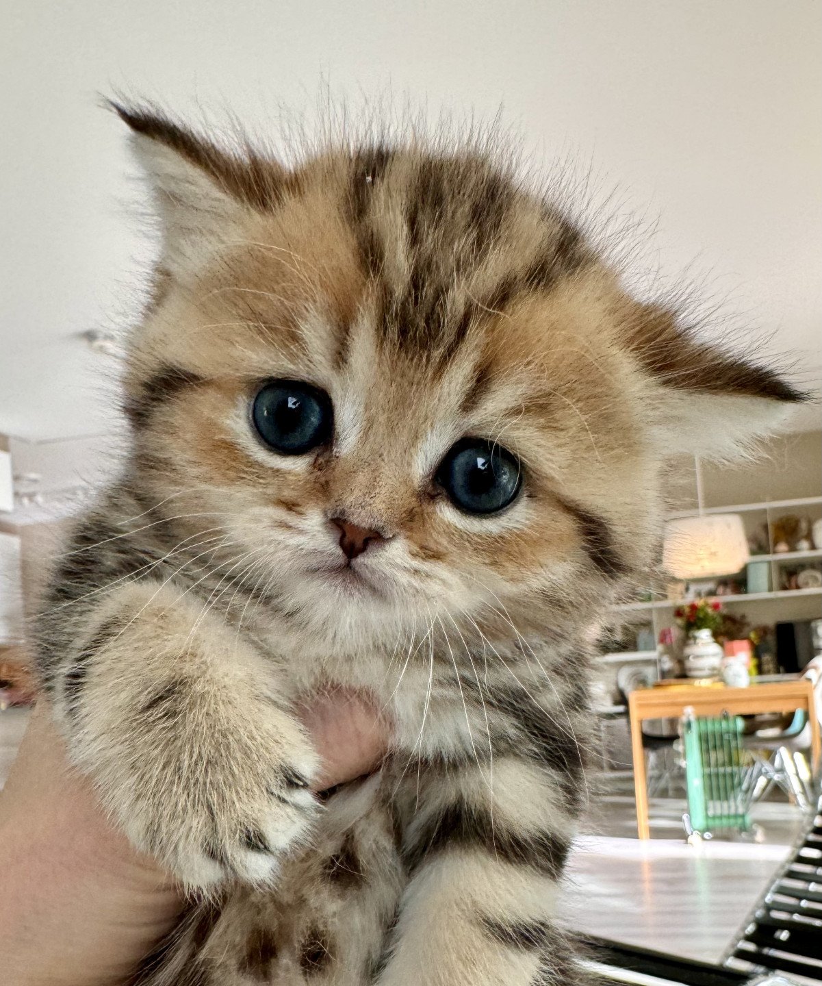 kitten British Shorthair black golden blotched tabby Manuko NO*Superpusen