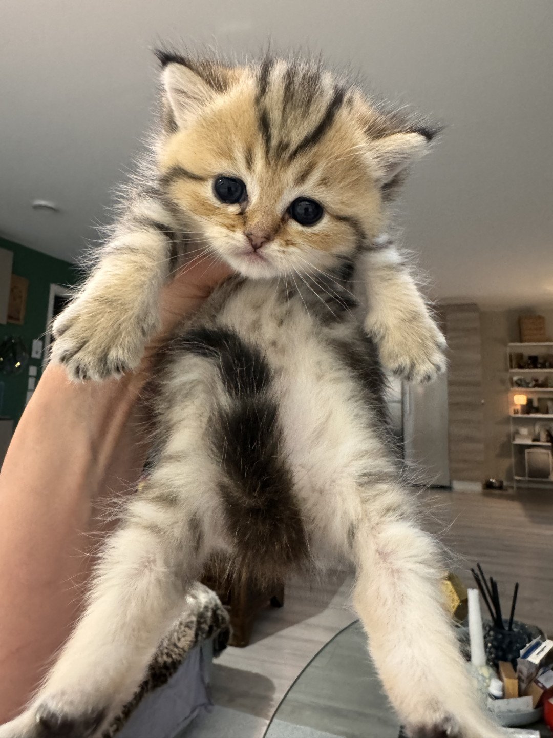 kitten British Shorthair black golden blotched tabby Masai NO*Superpusen