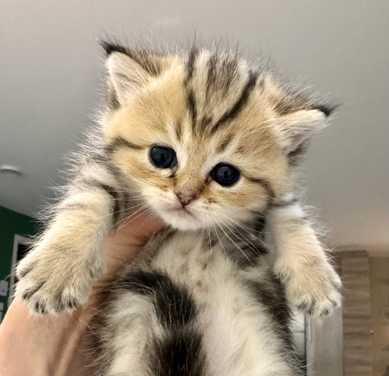 kitten British Shorthair black golden blotched tabby Masai NO*Superpusen