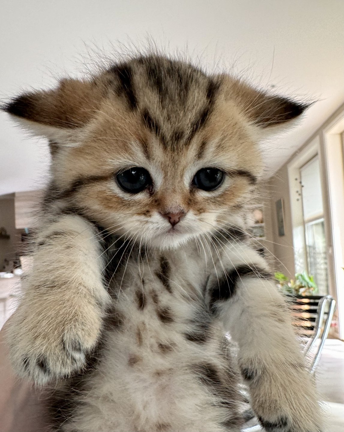kitten British Shorthair black golden blotched tabby Masai NO*Superpusen