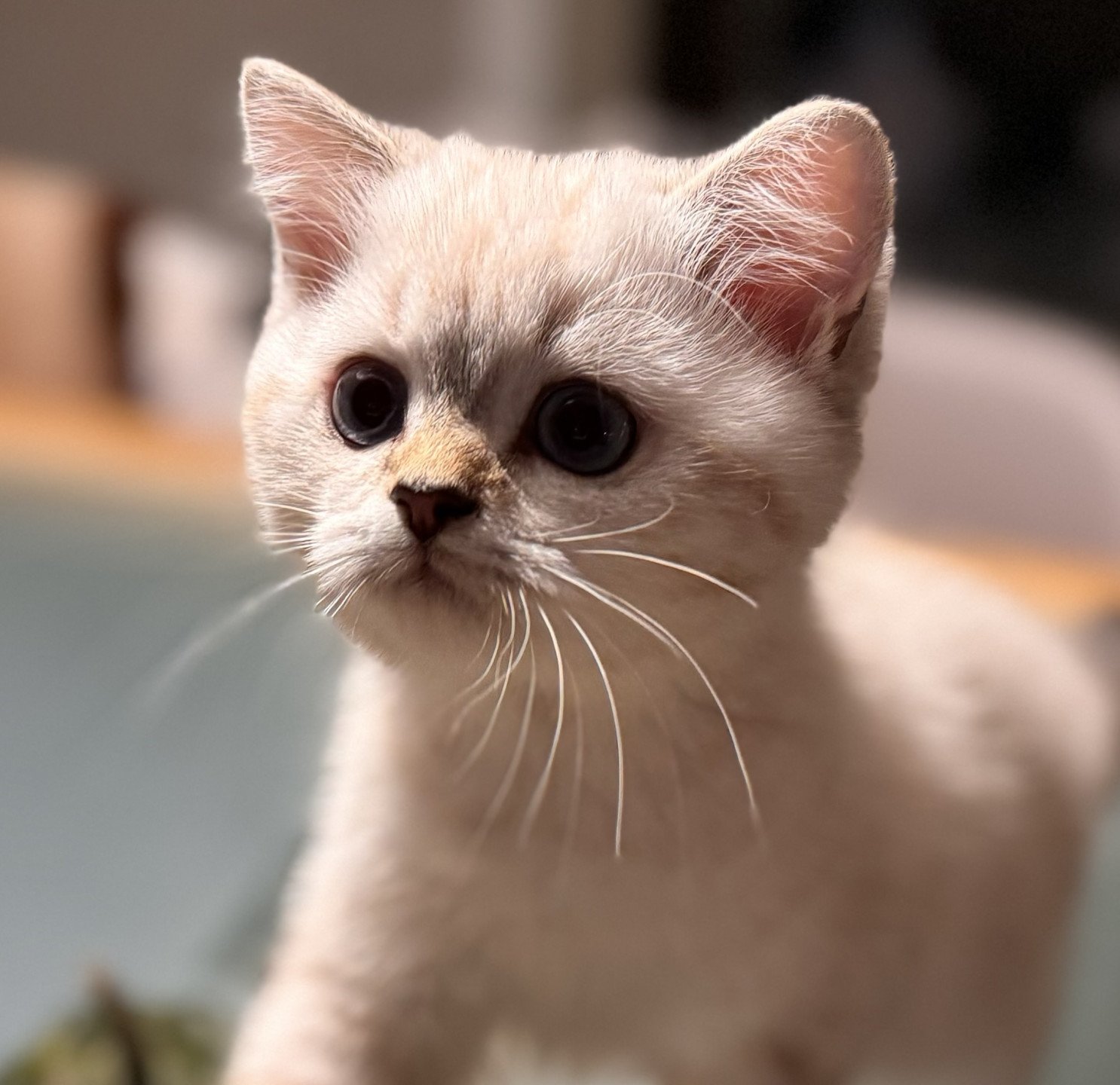 kitten British Shorthair seal golden blotched tabby point Nemo NO*Superpusen