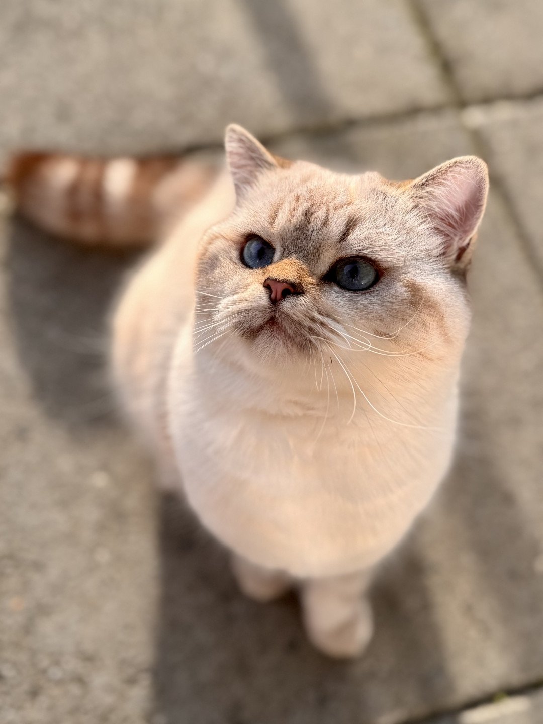 kitten British Shorthair seal golden blotched tabby point Nemo NO*Superpusen