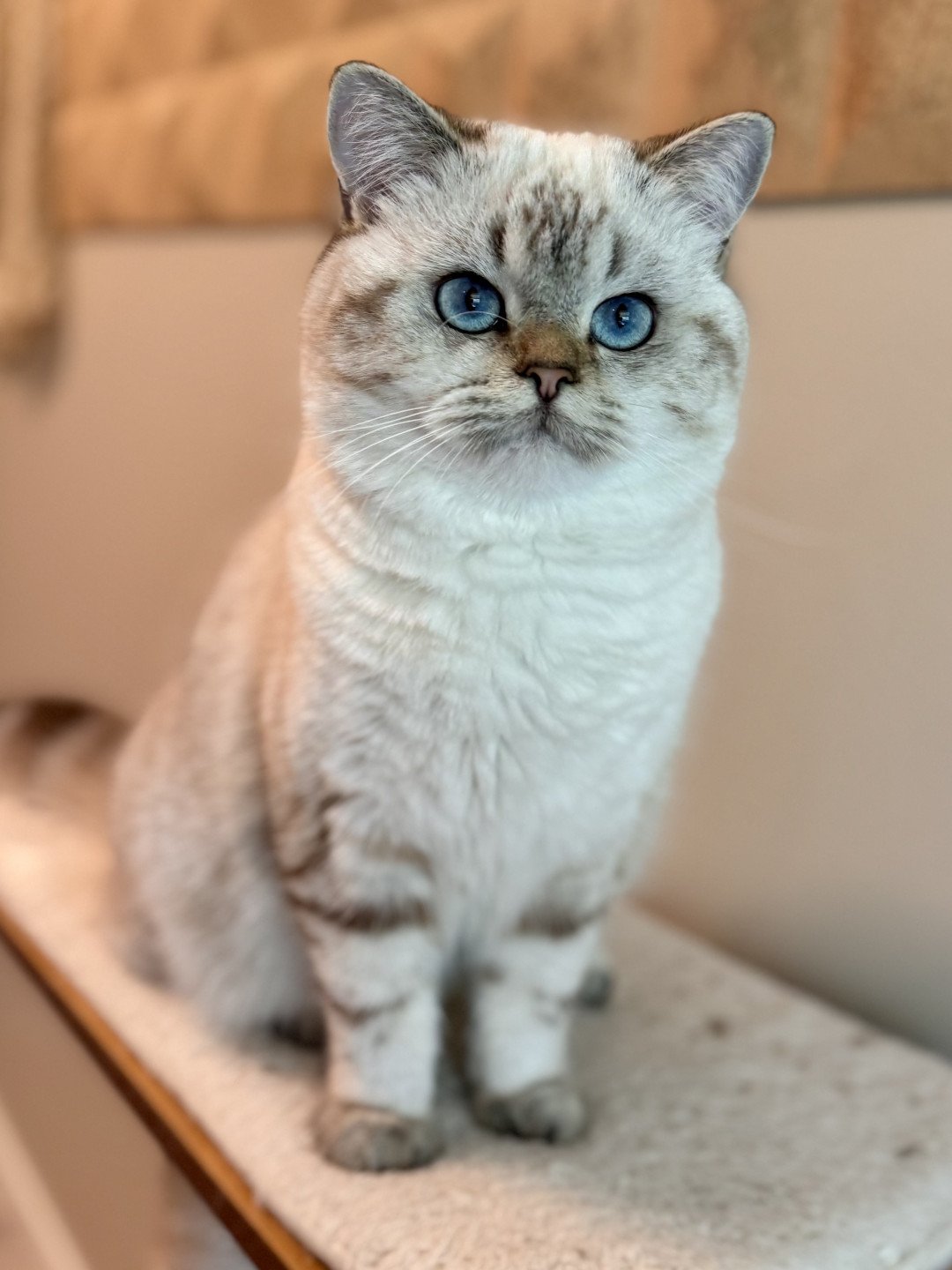 cat British Shorthair seal golden blotched tabby point Nemo NO*Superpusen