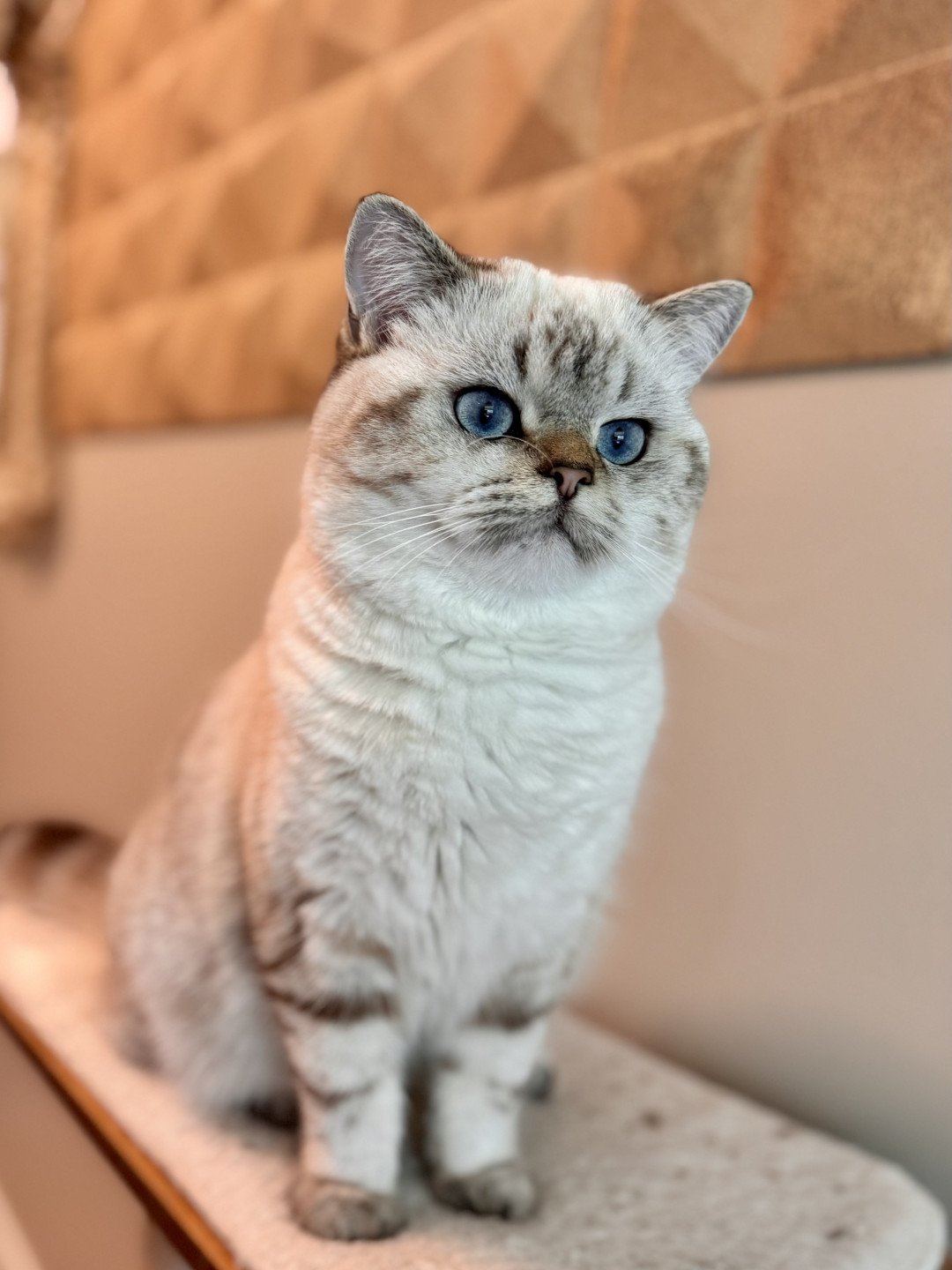 cat British Shorthair seal golden blotched tabby point Nemo NO*Superpusen