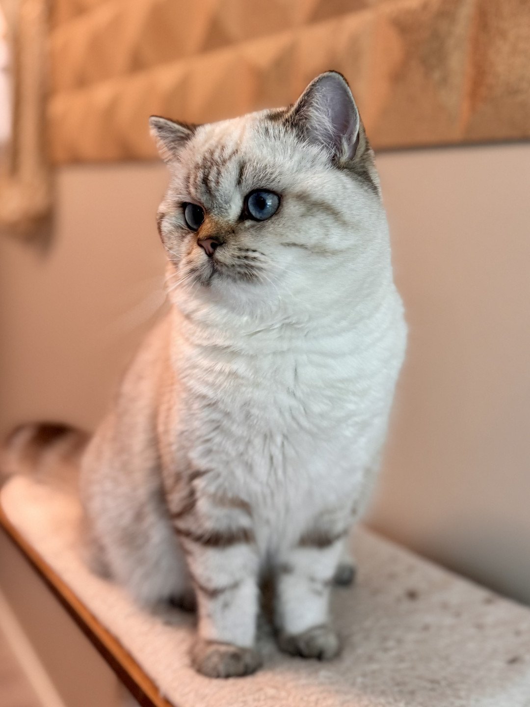 cat British Shorthair seal golden blotched tabby point Nemo NO*Superpusen