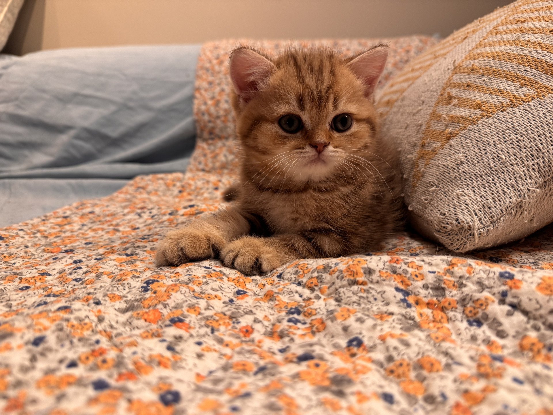 kitten British Shorthair chocolate golden blotched tabby Obrass NO*Superpusen