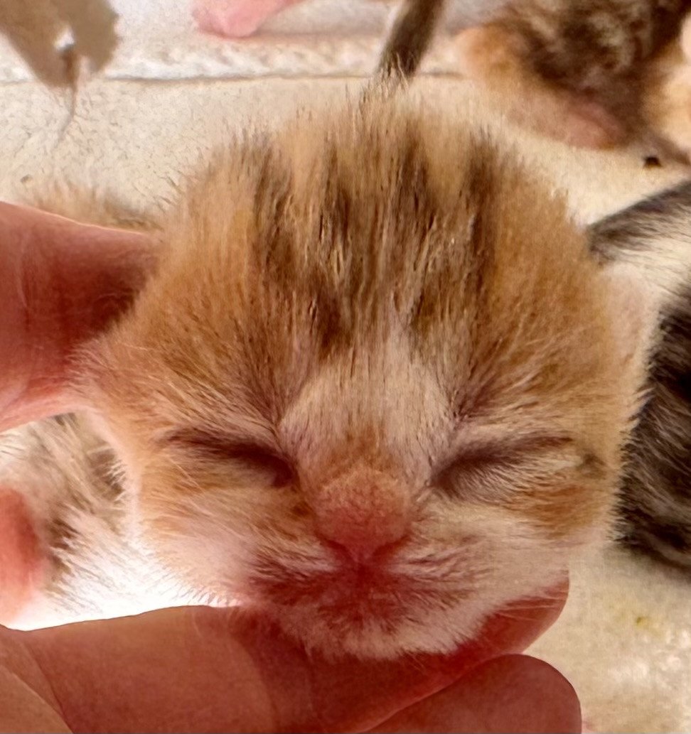 kitten British Shorthair chocolate golden blotched tabby bicolor Ojii NO*Superpusen