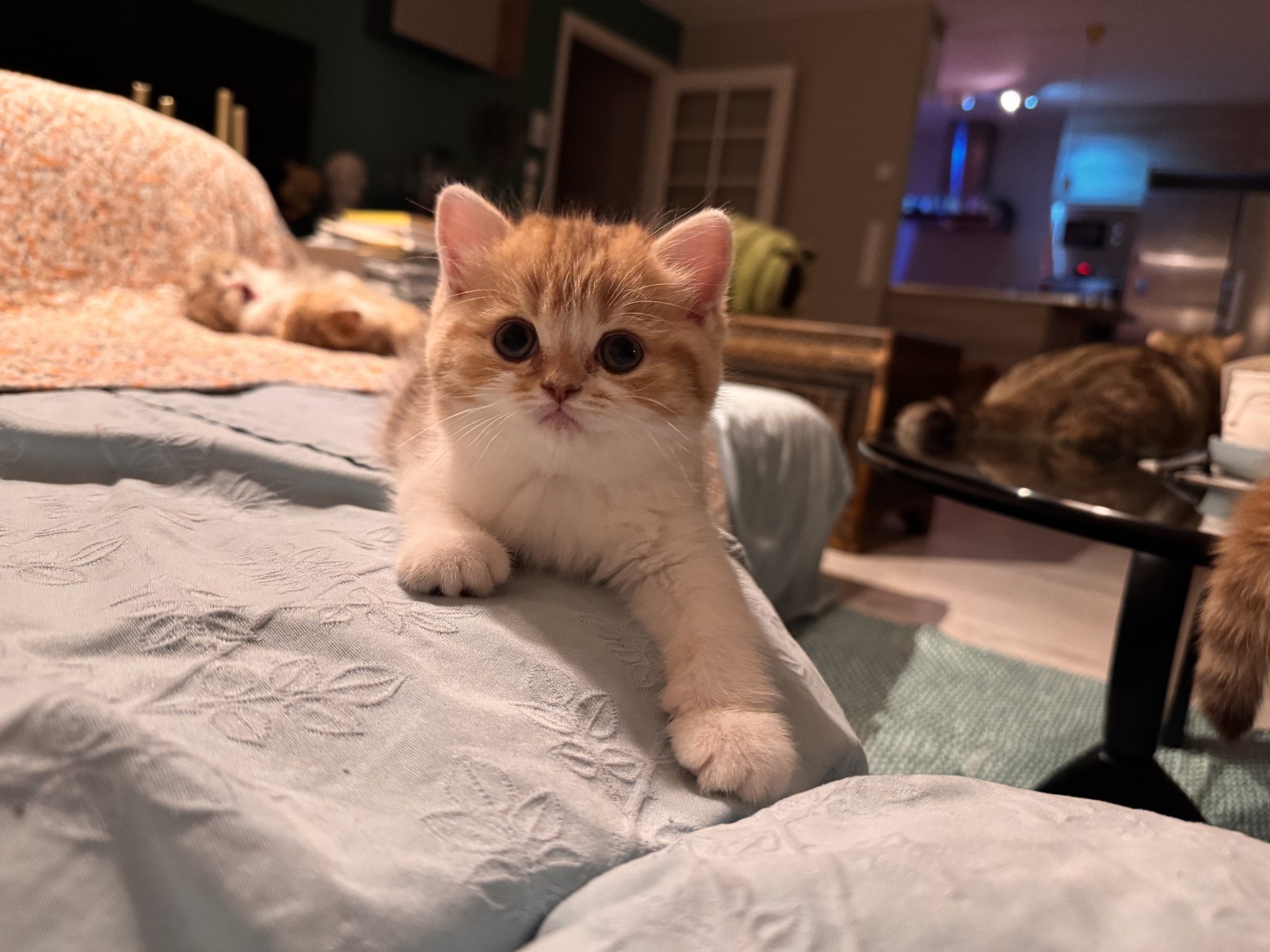 kitten British Shorthair chocolate golden blotched tabby bicolor Ojiie NO*Superpusen