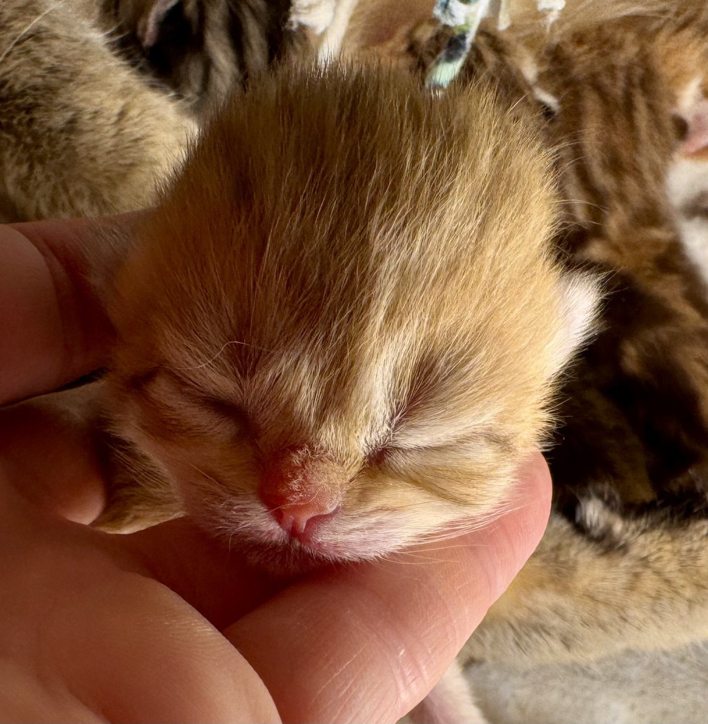 kitten British Shorthair chocolate golden spotted tabby Orijen NO*Superpusen