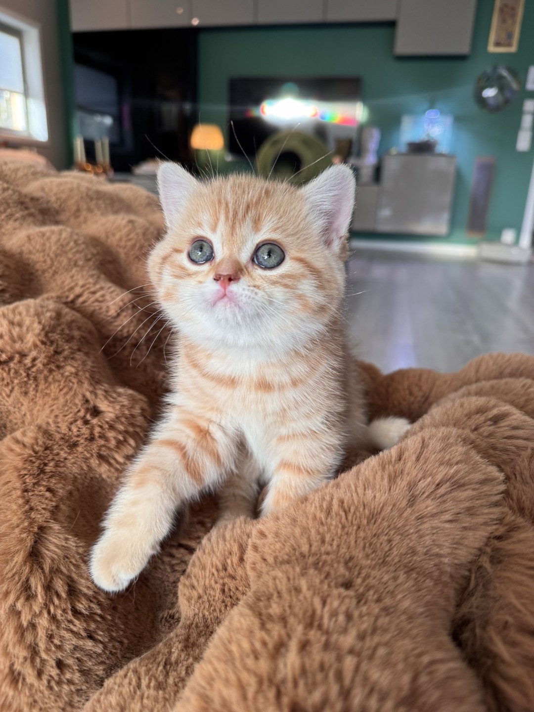 kitten British Shorthair chocolate golden spotted tabby Orijene NO*Superpusen