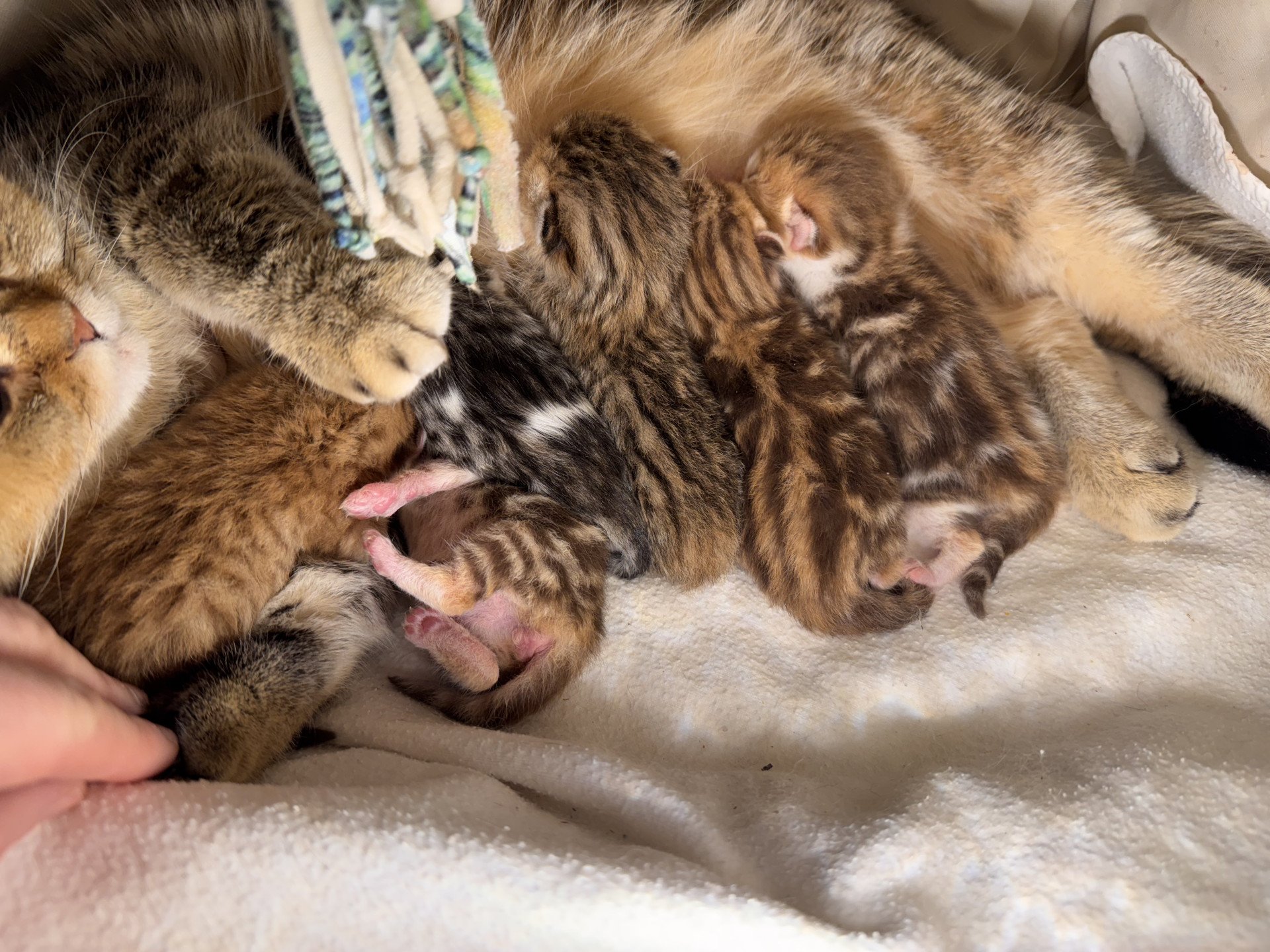 kitten British Shorthair chocolate golden blotched tabby bicolor Oryx NO*Superpusen