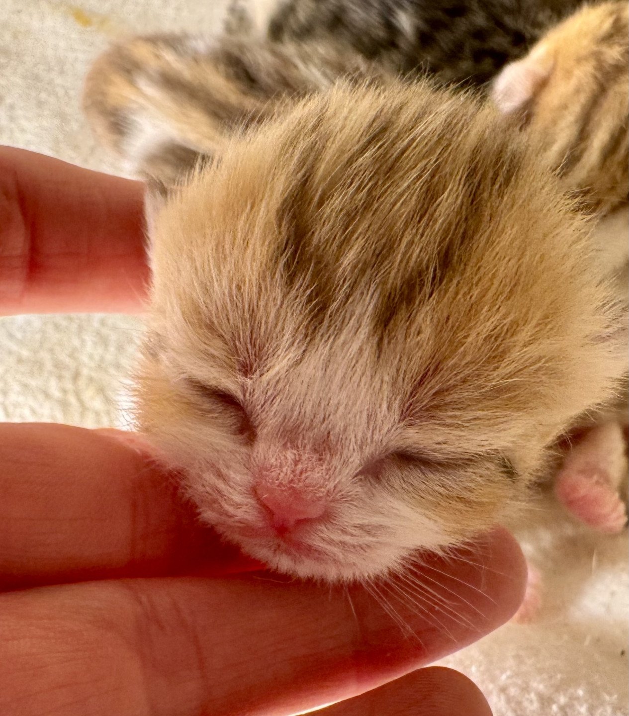 kitten British Shorthair chocolate golden blotched tabby bicolor Oryx NO*Superpusen